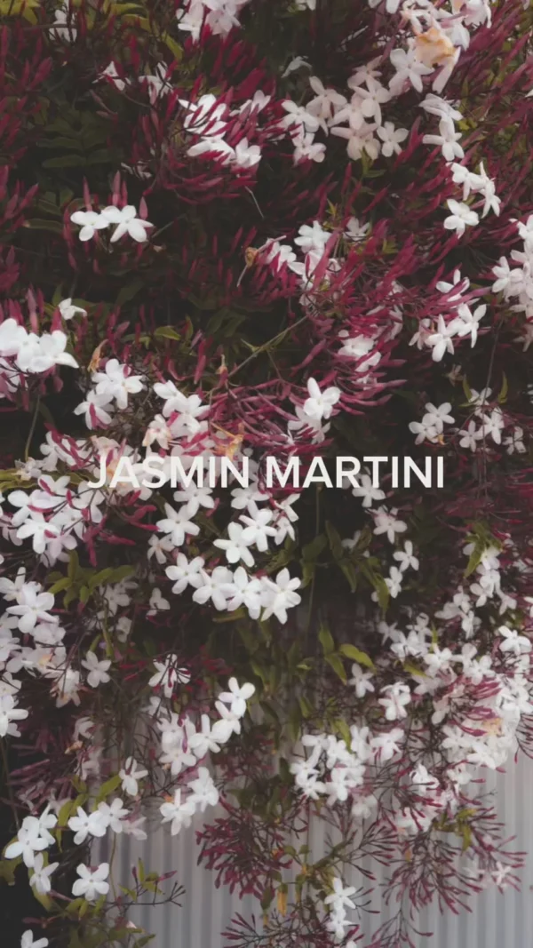 JASMIN MARTINI - 100ML - BLNDRGRPHY - Image 2
