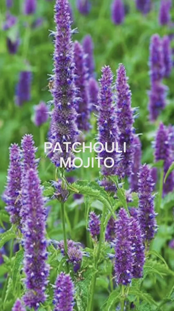 PATCHOULI MOJITO - 100ML - BLNDRGRPHY - Image 2